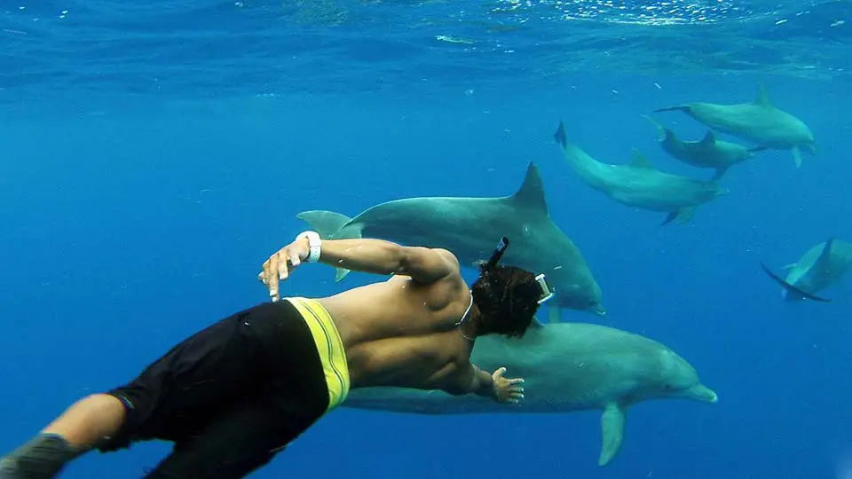 swimming with dolphins