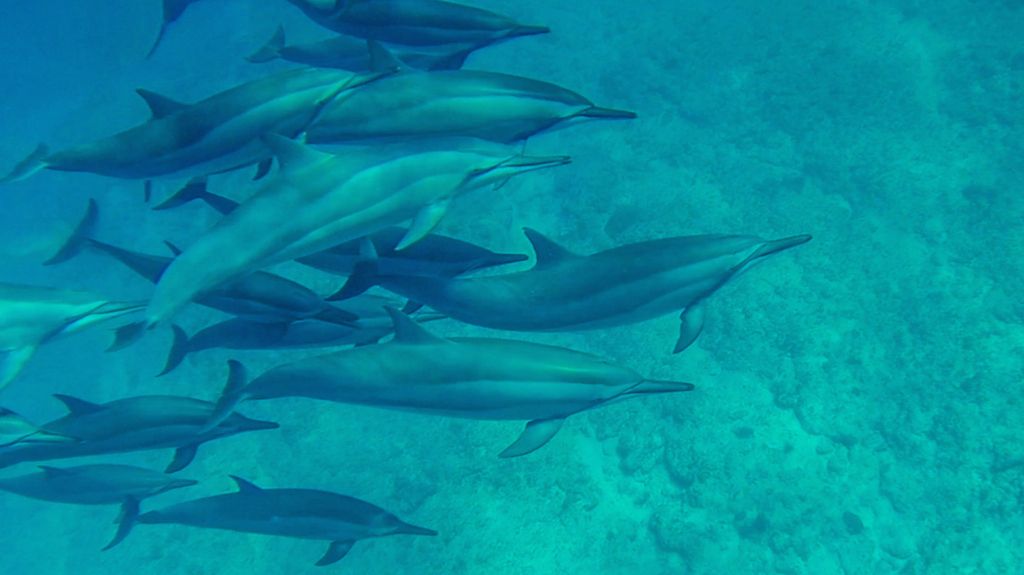 swimming with dolphins