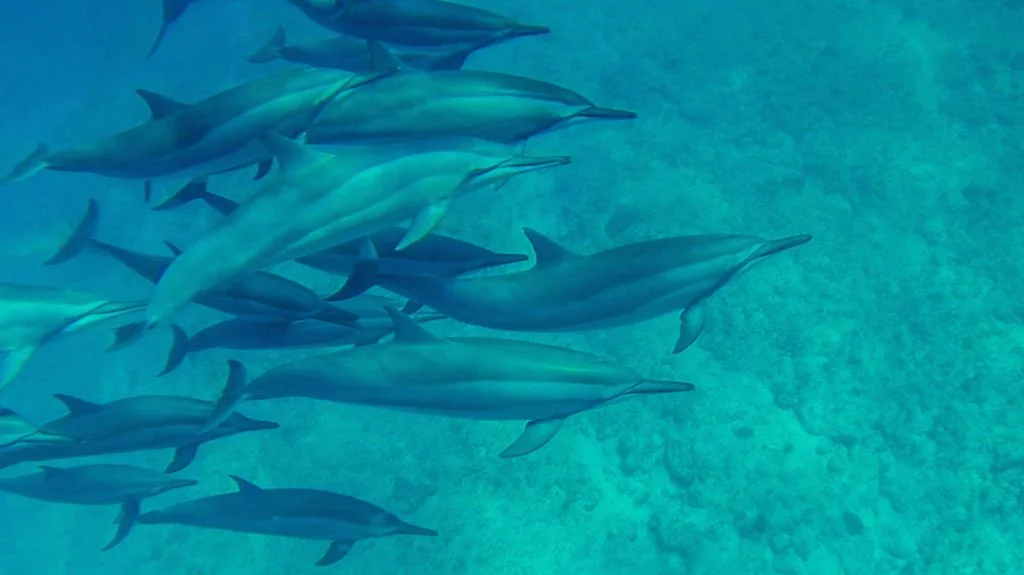 watching dolphins